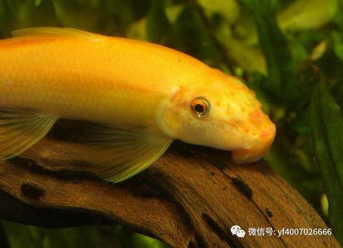 鼠鱼吃瓜菜,瓜菜盛宴的奇妙邂逅