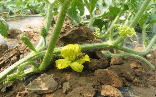 大兴瓜什么时候吃,揭秘最佳品尝时光