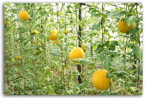 赣州君吃瓜频道