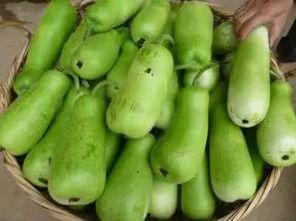 胃炎吃葫芦瓜,天然食疗新选择