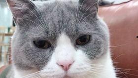 蓝胖子吃瓜视频,揭秘娱乐圈幕后故事