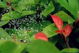 晚上乘凉吃瓜,瓜果飘香，共享悠闲时光