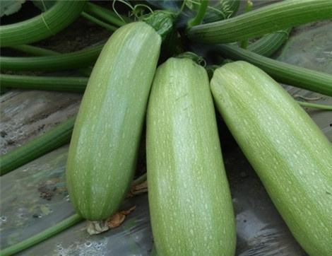 吃男瓜有什么好处,品尝“男瓜”的五大益处