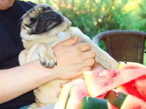 狼狗吃瓜,揭秘动物界的趣味食趣