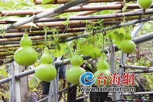 葫芦瓜咋晒干吃,传统晒干工艺的现代演绎