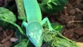 睫角吃瓜,一场别开生面的吃瓜之旅