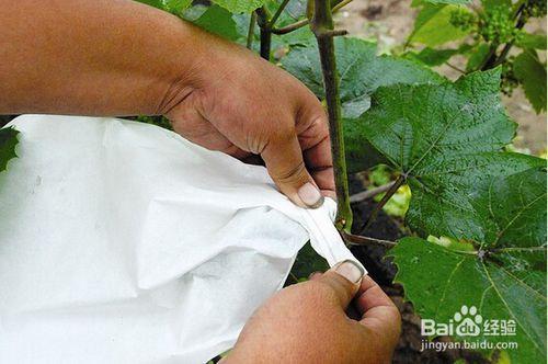 怎样防止鸟吃瓜,有效措施守护丰收瓜果