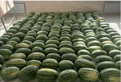 校园投稿吃瓜,揭秘校园里的那些“秘密”事件