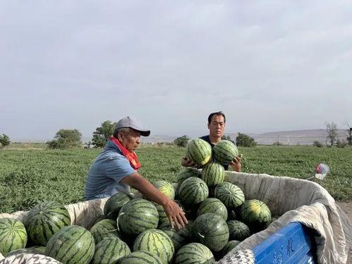 郏县最新吃瓜事,揭秘背后真相与热议焦点