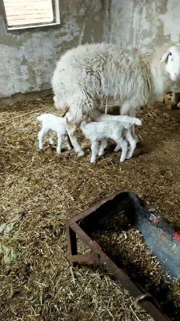 小羊798吃瓜,小羊798的瓜田奇遇记