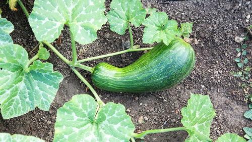 瓠瓜新鲜精选蒲瓜怎样吃,瓠瓜蒲瓜新鲜食法大揭秘