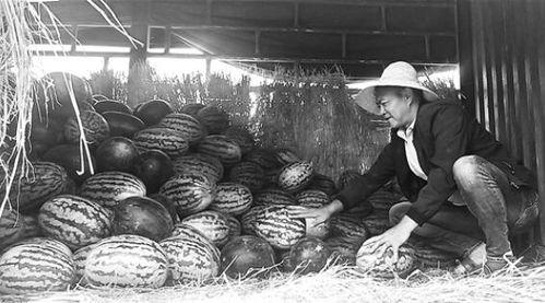 泗水吃瓜群众事件,网络围观下的社会现象解析