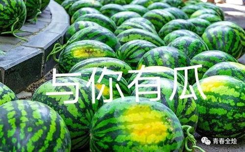 吃瓜学校,校园风云录