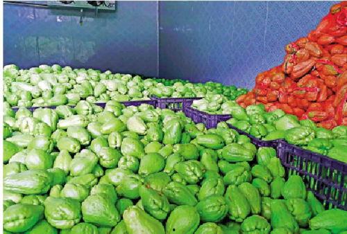 什么瓜菜没有虫吃,揭秘那些无需农药的瓜菜奥秘