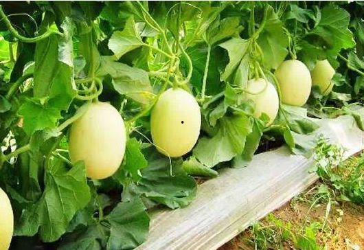 吃甜瓜要去瓜囊吗,去瓜囊还是保留？揭秘最佳食用方法