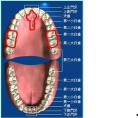 吃瓜磨破上颚正常吗