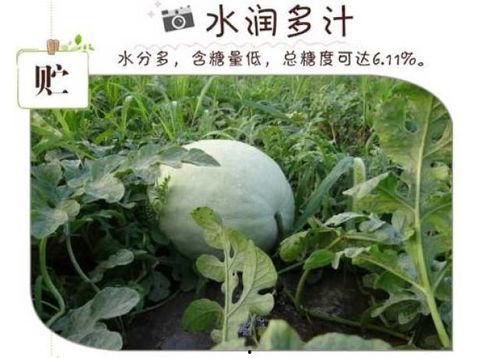 白瓜可以直接吃吗,营养美味两不误