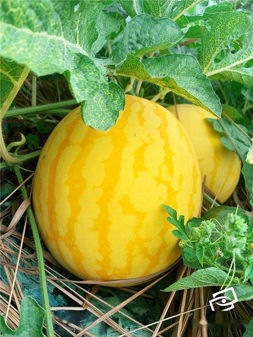 吃瓜就吃品牌瓜