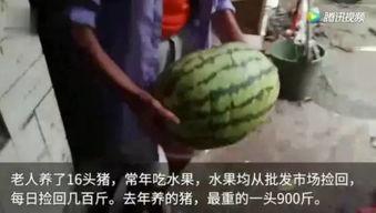 吃猪瓜能减肥吗,揭秘吃猪瓜能否助你瘦身成功