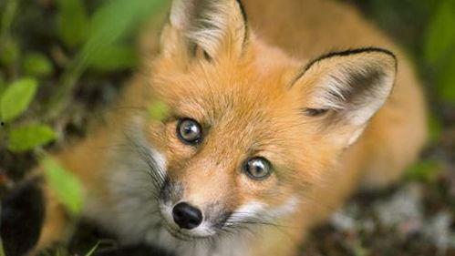 小狐狸吃瓜视频,揭秘娱乐圈幕后故事